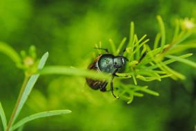 Macro view of Beetle on Grass