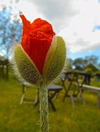 Red Buds Flower