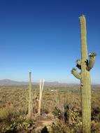 Desert Cactus