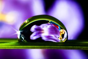 Drop Of Water Drip on Blade Grass