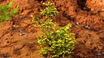 Young Fir Tree Branches