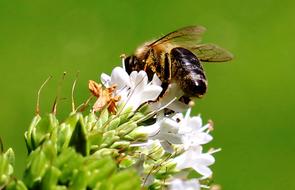 Close-up of the bee, on the beautiful and colorful, blossoming flowers, in sunlight