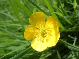 closeup photo of Yellow Meadow flower