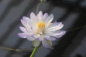 Water Lily Bloom