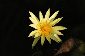 Water Lily Pond flower