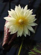 Water Lily Bloom red Leaf