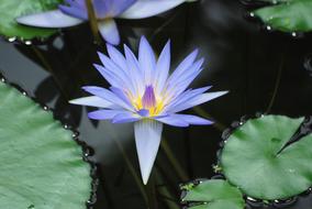 blue Water Lily Bloom Leaves
