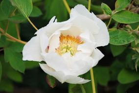 Tree peony, white flower