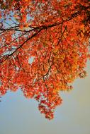 Orange Leaves Tree