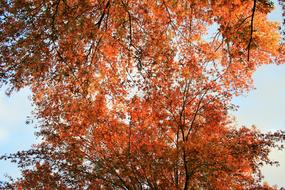 orange autumn trees