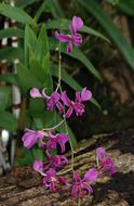 Orchid with Purple flowers on tree