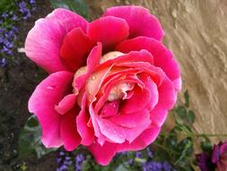 closeup view of Red Rose Bloom