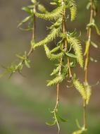 Close-up of the beautiful, green and yellow branches, on the pasture, in the spring