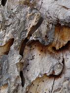 Tree Bark Structure