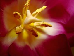 Flower of Tulip, center, macro