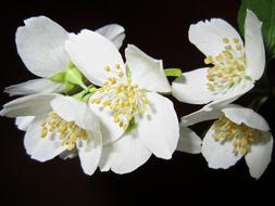 wondrous Jasmine Bush