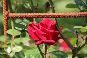 Rose Blossom green leaves