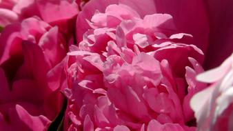 delicate pink peony petals, close-up