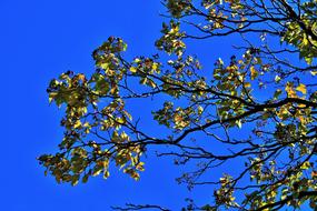 Japanese Raisin Branch Leaves