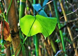 Morning Glory Green Leaf in garden