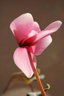 Cyclamen Pink close-up on blurred background