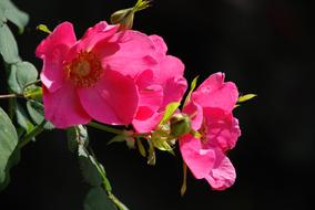 branch of roses with pink flowers on black background