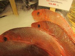 Fish Snapper Market