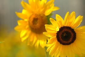 Sunflower Flowers