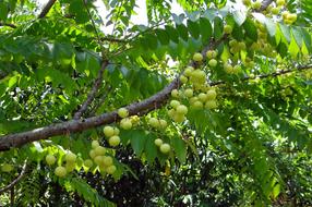 Star Gooseberry West India