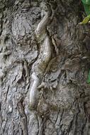 Tree Bark