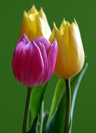 Tulips, one Red and two Yellow