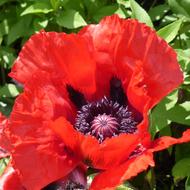 Poppy Flower red green leaves