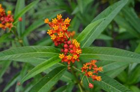 Flower Orange bush