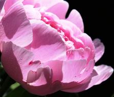 Peony pink sun