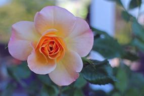 multi coloured Rose Blossom close-up on blurred background