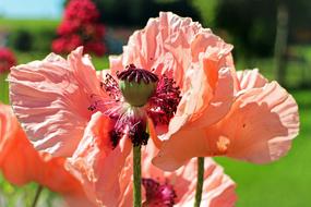 wondrous Boll Seeds Poppy