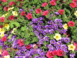 colors Flower Bed