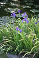 Flowers Pond Botanical Garden