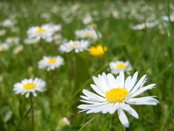 wondrous Daisies Flower