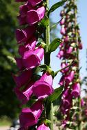 Beautiful, blossoming pink bell flowers in light