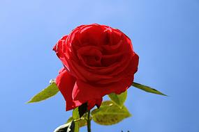 Red Flower at blue sky