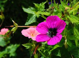 Close-up of the beautiful, blooming, pink, purple, black and yellow flowers with green leaves
