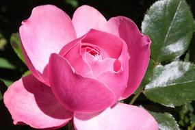 Rose, Pink half open Flower at sunlight