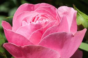 pink lush flower close up on blurred background