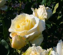 Rose White Flowers at garden