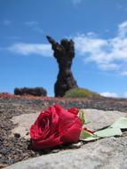 Rosa Flower Red on stone