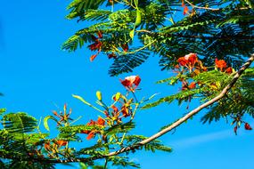 red Bloom blue sky