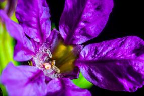 purple Bloom garden close-up on blurred background