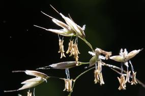 Grasses Grass Flowers