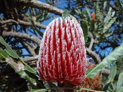 Banksia Flower Australia red